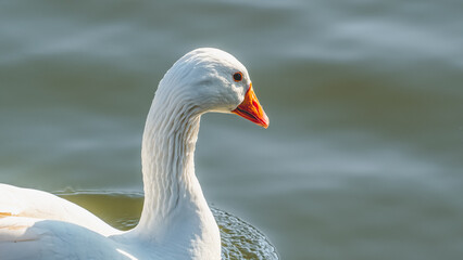 Fototapeta premium White duck on a river