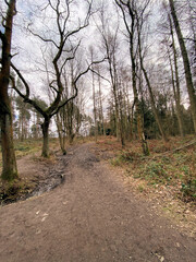 Fototapeta na wymiar A view of the Woods at Haughmond Hill