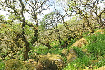 Fototapeta na wymiar Ancient Oak trees in Wistmans Wood, Dartmoor 