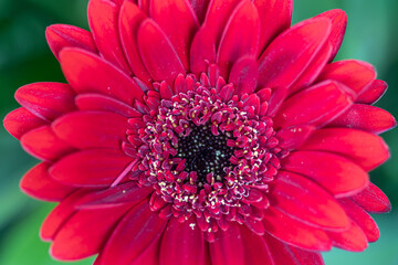 Red gerbera macro photography with details