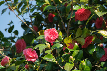 Una pianta fiorita di camelia all'interno di una piantagione.