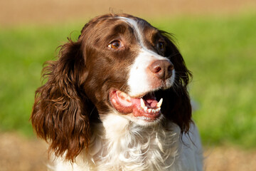 English Springer Spaniel