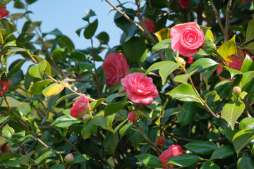 Una pianta fiorita di camelia all'interno di una piantagione.