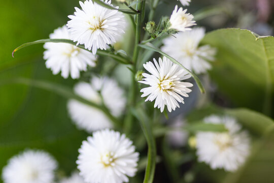 Aster novi-belgii flowers, also known as "White Ladies"