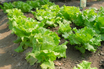 Cespi d'insalata verde nell'orto.
