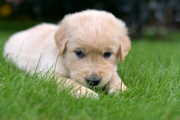 Fototapeta premium Golden retriever puppy resting in garden during summer 