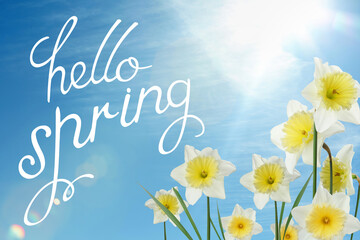 Naklejka na ściany i meble Hello Spring. Beautiful flowers outdoors on sunny day