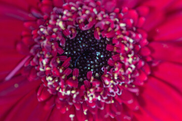 Red gerbera macro photography with details