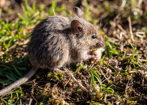 Feldmaus Nagetiere auf einer Wiese