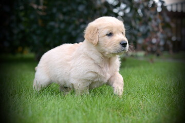 Golden retriever puppy walking in garden during summer
