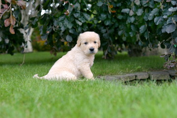 Golden retriever puppy sitting in garden during summer