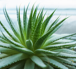 Fototapeta premium lace aloe plant