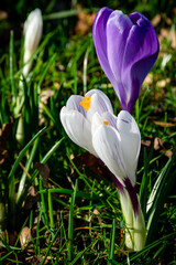 White and violet crocuses in the garden during warm spring