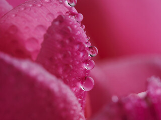 Close-up of pink tulips isolated on a white background