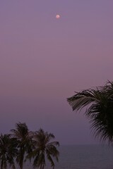 Vertical view of top palm trees and sea with moon in the vanilla sky evening.