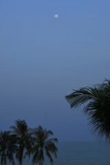Vertical view of top palm trees and sea with moon in the sky at night.