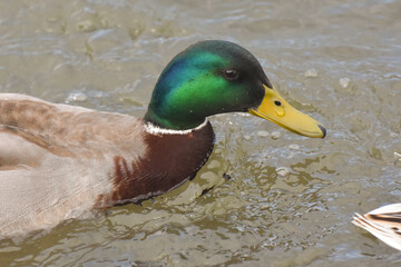 Mallard Ducks swimming in the river in summer time. Wild duck close to a river banks