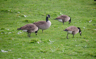 Wildgänse auf einer Wiese
