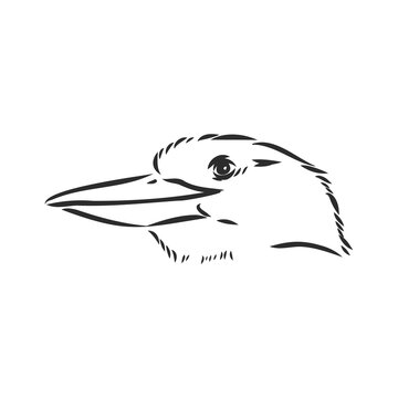 recommend clip art: black outlined kookaburra bird-vector drawing, kookaburra vector sketch illustration on white background