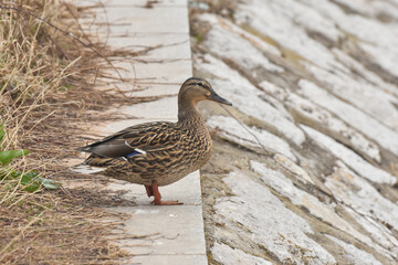 Mallard Ducks on the river banks