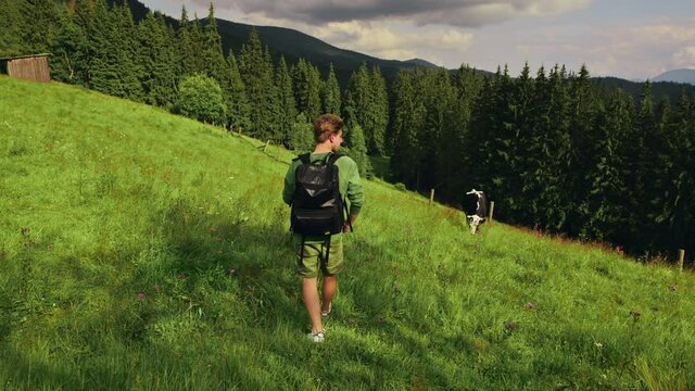 Young male tourist stands on a meadow in the mountains and makes a video of cows in the pasture on a smartphone camera, carrying a backpack on his back. Hike to the mountains, and meet the cows.