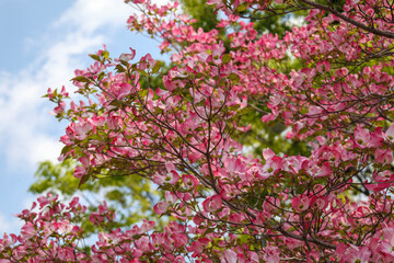 ピンク色のヤマボウシの花の木