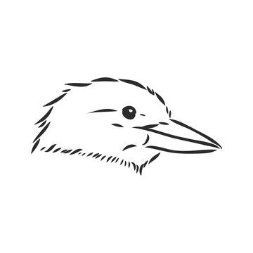 recommend clip art: black outlined kookaburra bird-vector drawing, kookaburra vector sketch illustration on white background