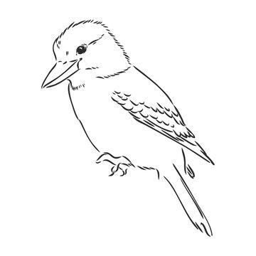 recommend clip art: black outlined kookaburra bird-vector drawing, kookaburra vector sketch illustration on white background