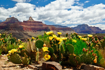 The Grand Canyon and Flowering Cactus on a Sunny Day. 
Bright Angel Trail, Grand Canyon National...
