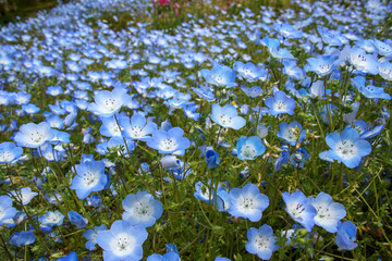 ネモフィラの青い花（ルリカラクサ）