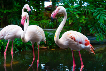 Flock of pink flamingos in the zoo pond