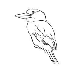 black outlined kookaburra bird-vector drawing, kookaburra vector sketch illustration on white background