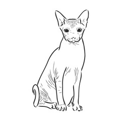 Vector illustration of a sphynx cat with a liner isolated on a white background. For printing on clothes, paper, logo, icon