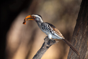 The southern yellow-billed hornbill (Tockus leucomelas) on the branch with brown background.African hornbill sitting on a dry branch with leftovers of breakfast in its beak.
