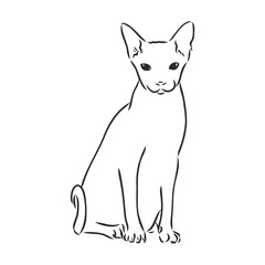 Vector illustration of a sphynx cat with a liner isolated on a white background. For printing on clothes, paper, logo, icon