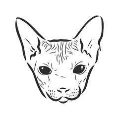 Vector illustration of a sphynx cat with a liner isolated on a white background. For printing on clothes, paper, logo, icon