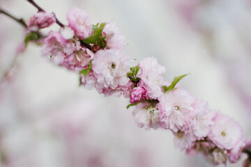 Pink Cherry blossom or sakura flower in spring