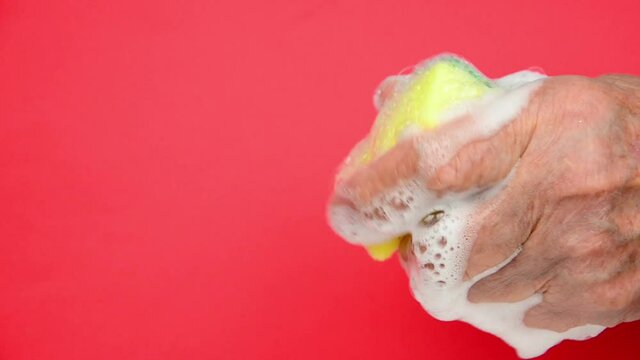 Sponge in old hands. Soapy cleaning sponge in old hands. Old hands squeeze a foamy sponge on a red background close-up. Cleaning and sanitation concept. Disinfection and cleaning. Foam on a sponge