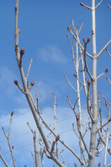 Walnut tree in early spring with swollen buds. Blurred background, selective focus