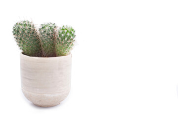 cactus isolated on white