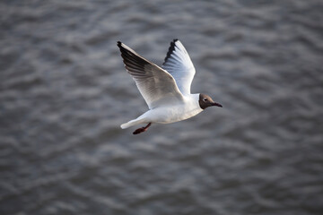 Black-headed seagull flies nicely over grey water