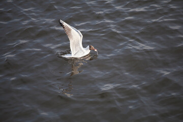 Black-headed seagull, swinging on the waves, eats bread