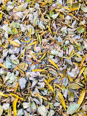 Natural background, consisting of fallen leaves in autumn.A variety of dry leaves lay beautifully on the ground.