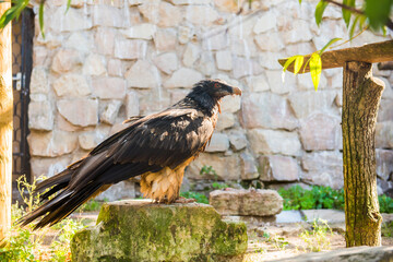 Vulture bird in zoo on blurred nature background