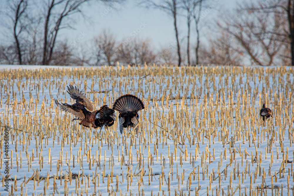 Wall mural Wild Wisconsin turkeys (meleagris gallopavo) in the courtship ritual on a harvested corn field in March