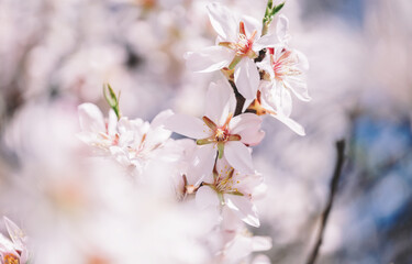 Spring First Flower - Sakura Flower
