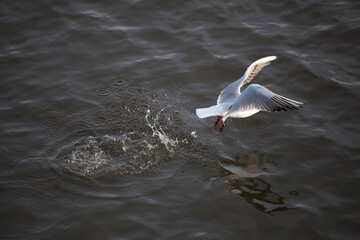 Seagull with spray takes off from the water