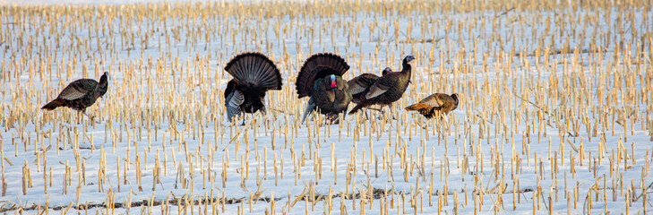 Wild Wisconsin turkeys (meleagris gallopavo) in the courtship ritual on a harvested corn field in...