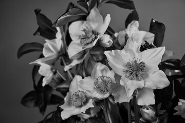 Fototapeta na wymiar detail of white hellebore flower in Poland, monochrome