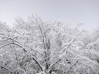 snow-covered black tree branches against a gray winter sky on a cold, mighty day